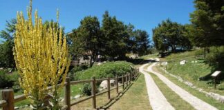 giardino flora appenninica capracotta 1