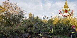 Vento forte, albero secolare cade su strada a Isernia