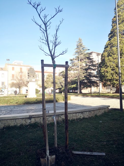 alberi via musenga