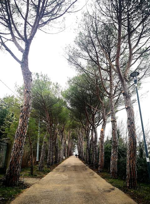 piantumazione pini Viale della Rimembranza