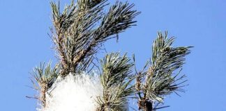 Processionaria del Pino, scatta l’ordinanza del Sindaco: obblighi per cittadini e condomìni entro il 15 marzo 2026 processionaria campobasso