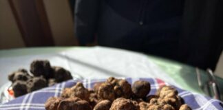 Tartufo
