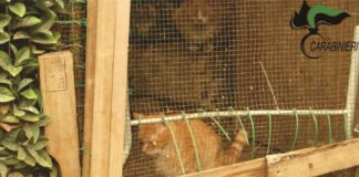 gatto gabbia