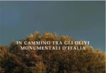 olivi monumentali d'italia