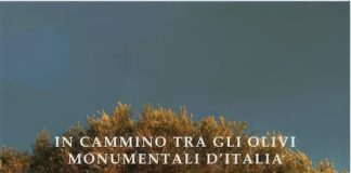 olivi monumentali d'italia