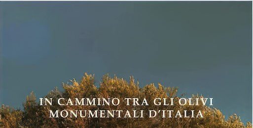 olivi monumentali d'italia