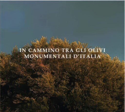 olivi monumentali d'italia