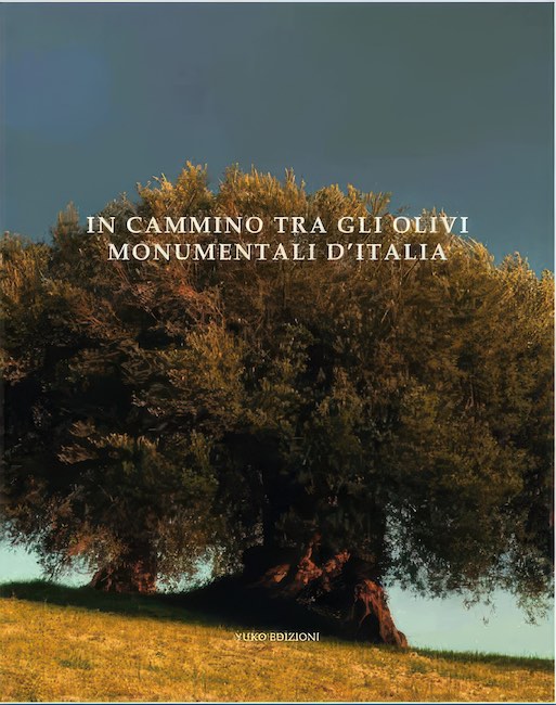 olivi monumentali d'italia