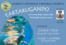 tartarugando 15 giugno 2025