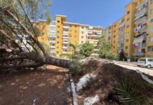 caduta pino termoli