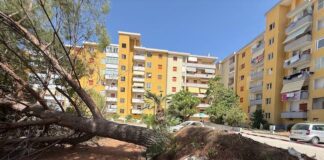 caduta pino termoli