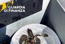 caretta caretta