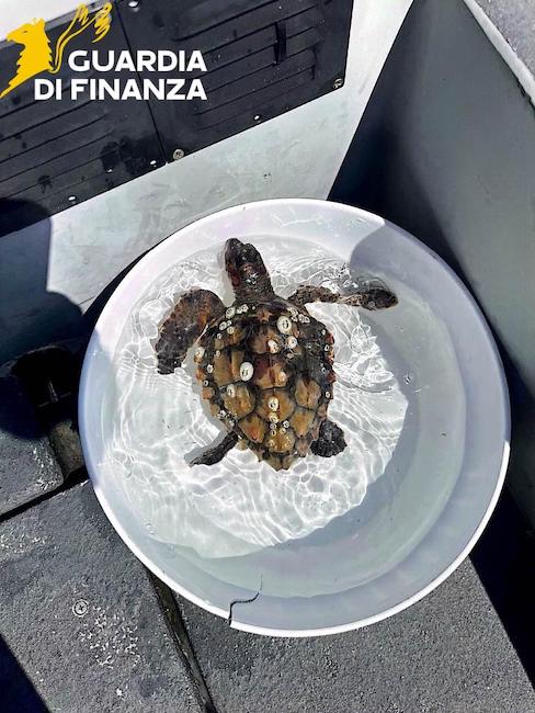 caretta caretta