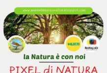 pixel di natura 6 settembre 2025