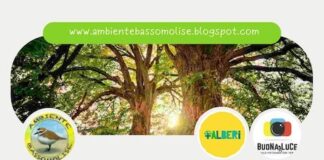 pixel di natura 6 settembre 2025