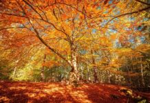 autunno