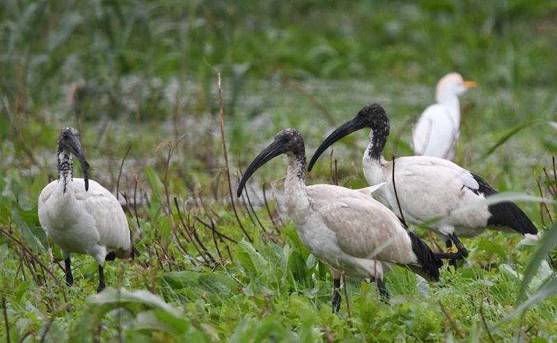 ibis sacri 2