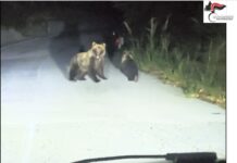 Cerro al Volturno: denunciato il conducente che ha inseguito un’orsa marsicana con cucciolo orsa marsicana