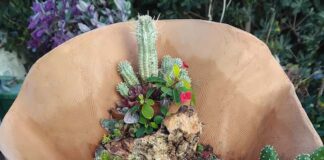 presepe vegetale con natività