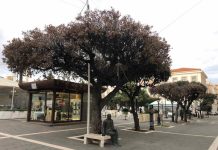 abbattimento lecci malati termoli