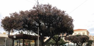 abbattimento lecci malati termoli