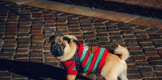 Campobasso, stretta sulle deiezioni canine: scattano controlli e multe cagnolino al guinzaglio