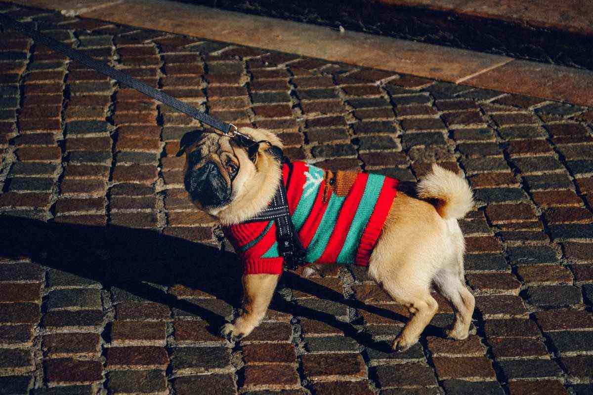 cagnolino al guinzaglio