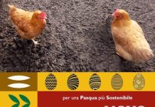 Pasqua solidale 2026: “Invece dell’uovo, regala una gallina” regala una gallina