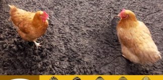 Pasqua solidale 2026: “Invece dell’uovo, regala una gallina” regala una gallina