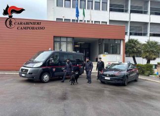 servizio alberghiero cinofili