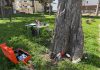 Termoli, controlli strumentali sugli alberi attività rischio arboreo termoli