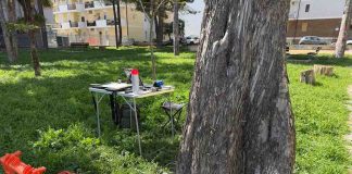 Termoli, controlli strumentali sugli alberi attività rischio arboreo termoli