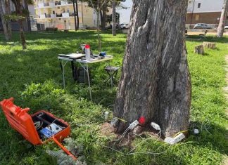 attività rischio arboreo termoli