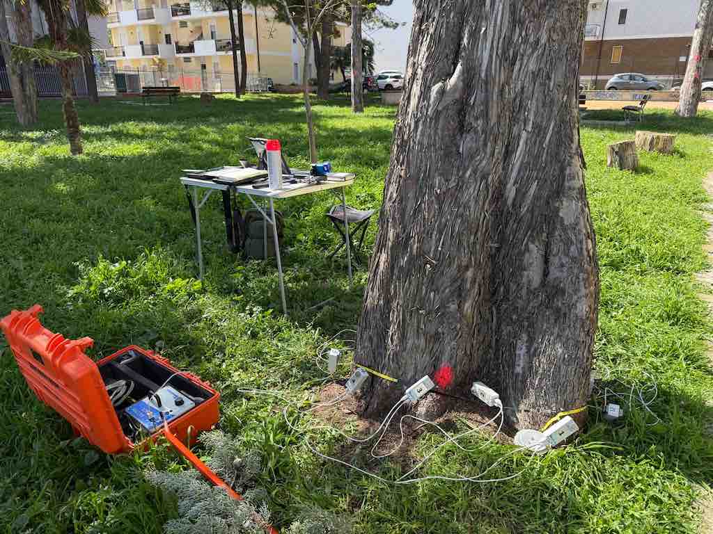 attività rischio arboreo termoli