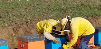 Miele in Cooperativa lancia l’allarme: la campagna apistica 2026 a rischio per il maltempo aurelia