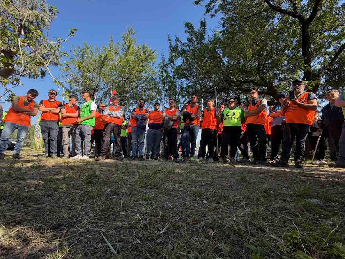 campionato potatura dell'olivo