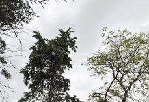 cipressi abbattuti termoli