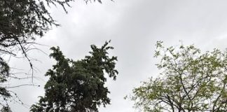 cipressi abbattuti termoli
