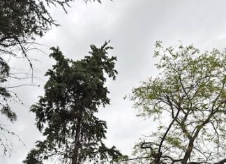 cipressi abbattuti termoli