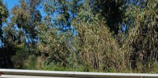 Frana di Petacciato, Ricci presenta interrogazione prioritaria alla Commissione UE frana petacciato