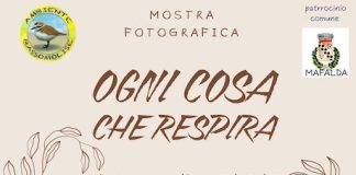 Poster Mostra Fotografia Mafalda