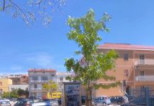 piantumazione alberi termoli