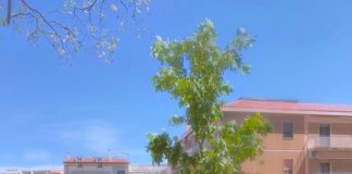 piantumazione alberi termoli