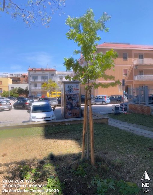 piantumazione alberi termoli