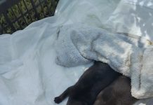 cuccioli abbandonati