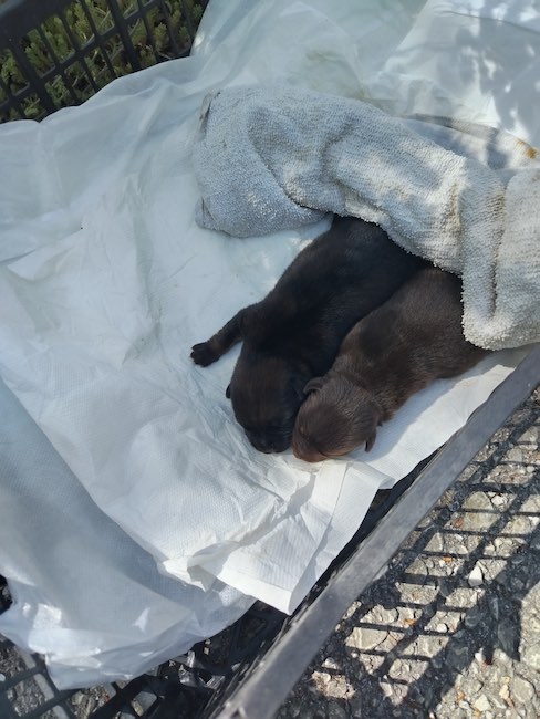 cuccioli abbandonati