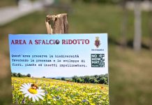 Campobasso aderisce a “No Mow May” per tutelare la biodiversità no mow may