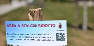 Campobasso aderisce a “No Mow May” per tutelare la biodiversità no mow may