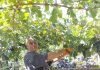 vignaioli molisani