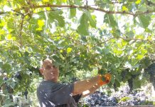 vignaioli molisani